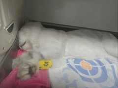 -半岛宠物医院24小时·内窥镜·牙科·碎石中心(府城大道店)