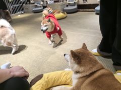 -逗柴咖啡屋·狗咖猫咖宠物桌游