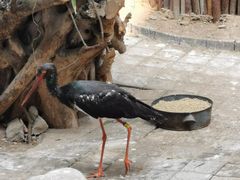 -广州长隆国际大马戏