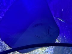 -洛阳龙门海洋馆