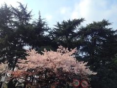 -武汉大学-樱园