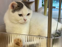 -猫咪派对(江南西店)