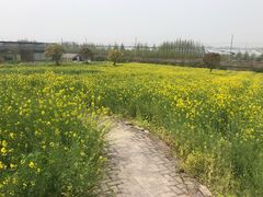 -上海都市菜园