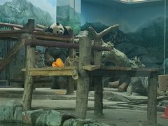-武汉动物园