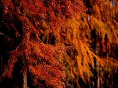 -上海共青森林公园