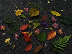 -昆明植物园