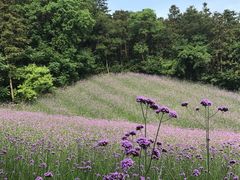 -大塘金香草谷