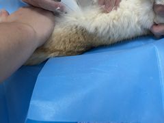 -纳吉亚猫专科动物诊疗中心(蒋宅口分院)