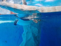 -海合安成都极地海洋公园