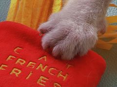 -猫在这儿猫咪咖啡馆·撸猫馆