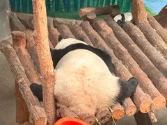 -青藏高原野生动物园