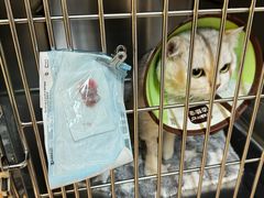 -御宝贝·A梦猫科宠物医院(国际猫友好医院)