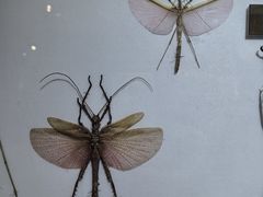 -上海昆虫博物馆