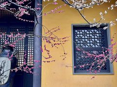 -红梅公园