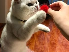 -喵zoo家庭繁育猫舍(尖东智能花园店)