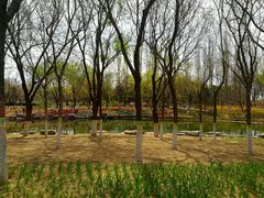 -大兴滨河森林公园