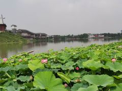 -金卉庄园
