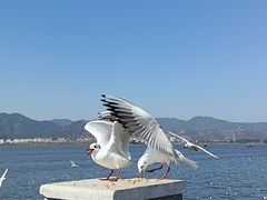 -海埂大坝