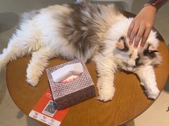 -藏猫猫咖啡主题馆(中央大道店)