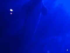 -大连圣亚海洋世界