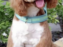 -翊宠yipet猫狗购宠庄园犬舍•猫舍