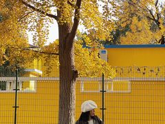 -三里屯东五街银杏大道