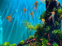 -海合安武汉极地海洋公园