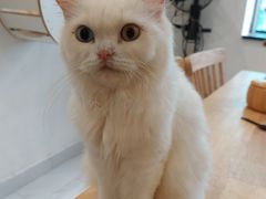 -楼上猫咖(罗湖店)