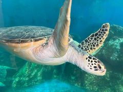 -广东惠东海龟国家级自然保护区