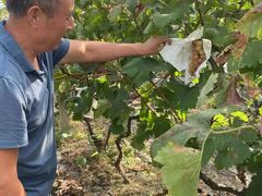 -马陆小张葡萄园农家乐