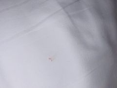 -成都峨眉雪芽大酒店