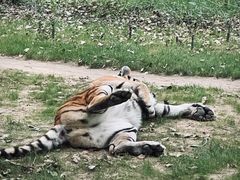 -北京野生动物园