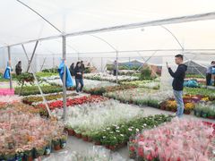 -龙大花卉苗木市场