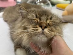 -COLOR PETS 撸猫馆·购猫·猫咖(长风大悦城店)