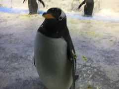 -芜湖新华联大白鲸海洋公园