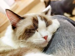 -南京Hallo宠物乐园·哈罗犬舍·柴犬繁育基地
