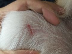 -百好乐宠物友好餐厅(朝外大街店)