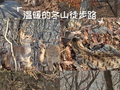 -大连森林动物园