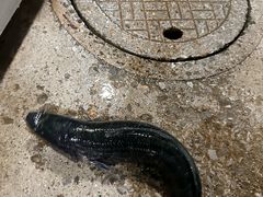 -大理.老字号渝记酸萝卜乌鱼(古城总店)