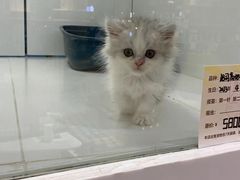 -1013 PET SHOP精品宠物商店(丁香店)