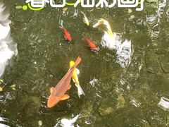 -故乡缘·香格里拉山庄(冷竹路店)