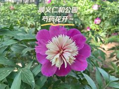 -仁和公园(顺义区)