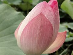 -厦门园林博览苑