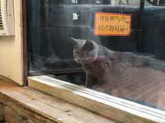 -猫咪博物馆(顶澳仔猫街店)
