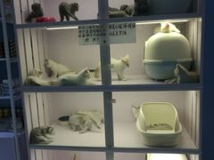 -喵的天空名猫咖啡馆·撸猫·猫舍·用品