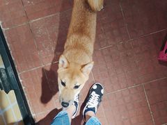 -柴犬高等学院·狗咖·柴犬售卖·宠物训练