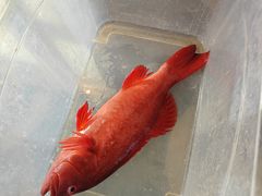 新鲜石斑-亢龙太子酒轩(东湖店)