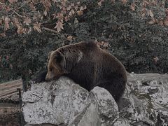 -成都动物园