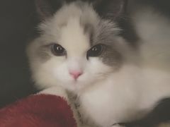 -瑞鹏宠物医院·爱宠堂·骨外专科(西荷分院)