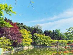 -嘉定紫藤园